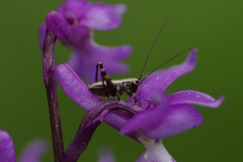 Réf. 184 025 : Tettigoniinae inconnu